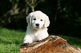 GOLDEN RETRIEVER 972